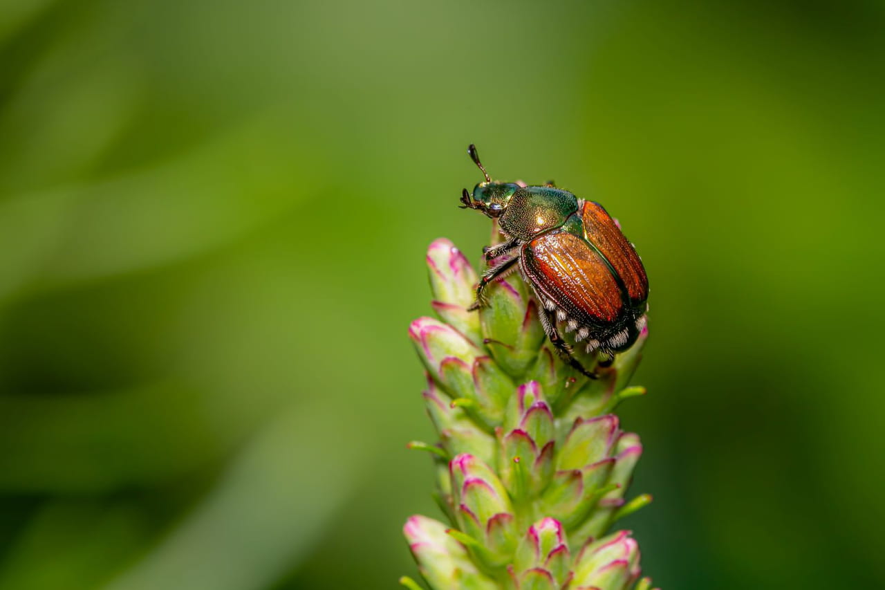 Après le frelon asiatique, un nouvel insecte nuisible envahit la France - les autorités sont inquiètes