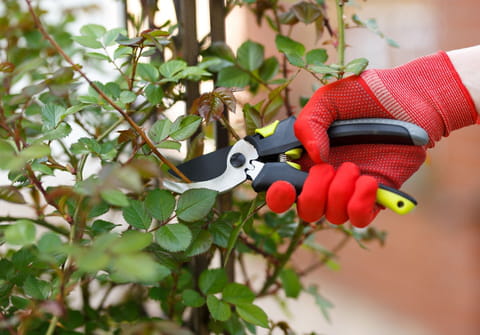 Octobre au jardin&nbsp;: les plantes &agrave; tailler absolument (et celles &agrave; ne surtout pas toucher)