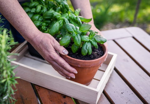 Ne faites pas ces erreurs&nbsp;: voici la bonne fa&ccedil;on d'arroser votre basilic