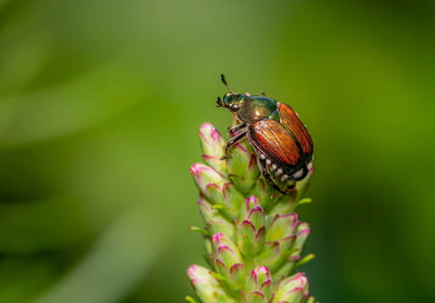 Apr&egrave;s le frelon asiatique, un nouvel insecte nuisible envahit la France &ndash; les autorit&eacute;s sont inqui&egrave;tes