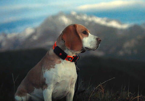 Avec le collier GPS Weenect XT, vous pourrez suivre votre chien &agrave; la trace (et bien plus encore)