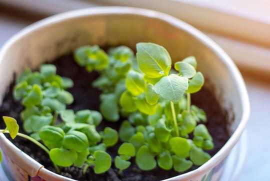 Cette herbe aromatique &eacute;loigne les mouches si vous la placez dans la cuisine
