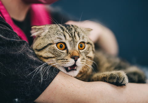 &quot;Aidez-nous &agrave; sauver un chat abandonn&eacute;&quot;&nbsp;: encore une belle arnaque sur TikTok&nbsp;!