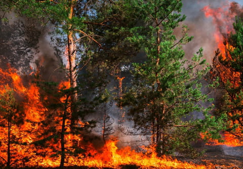 Feux de forêts et incendies : comment être informé en temps réel