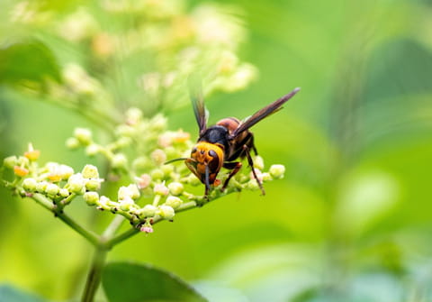 Voici ce qu'il ne faut surtout jamais faire avec un frelon asiatique&nbsp;: c'est tr&egrave;s dangereux