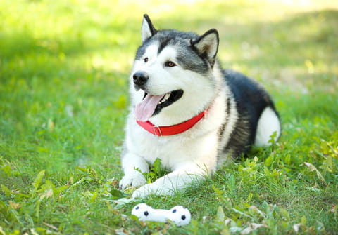 Comme ChatGPT, cette nouvelle IA vous permet de dialoguer avec votre chien