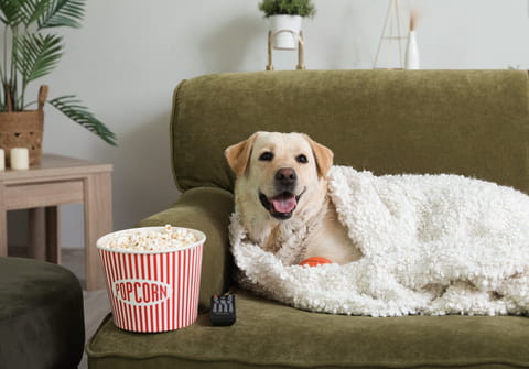 Dog &amp; Cat TV&nbsp;: une nouvelle cha&icirc;ne pour les amoureux d'animaux arrive gratuitement chez les abonn&eacute;s Free