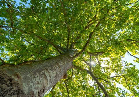 Même par 40 °C, cet arbre banal et négligé rafraîchit l'air des villes, comme un climatiseur