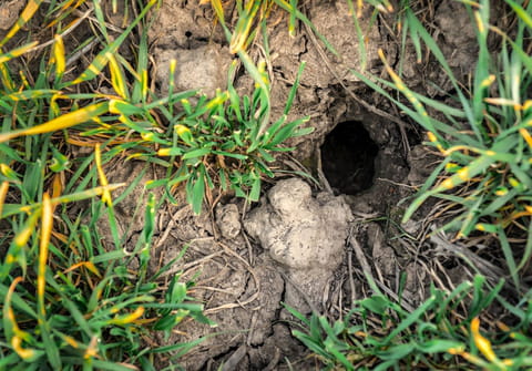 Ce trou dans votre jardin indique la présence d'un animal inquiétant