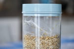 Voici les bonnes techniques pour éliminer les mites alimentaires de vos placards