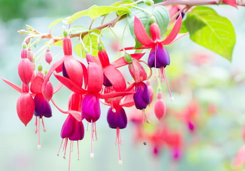 Les fruits de cette superbe plante d&eacute;corative sont parfaitement comestibles&nbsp;: et ils sont d&eacute;licieux&nbsp;!