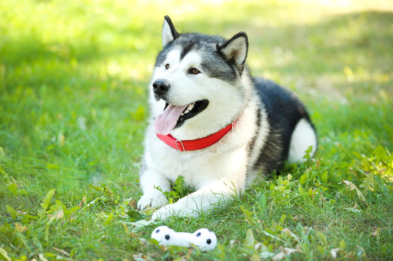 Comme ChatGPT, cette nouvelle IA vous permet de dialoguer avec votre chien