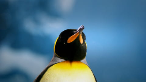 Formation en ligne : découvrir et maîtriser Linux