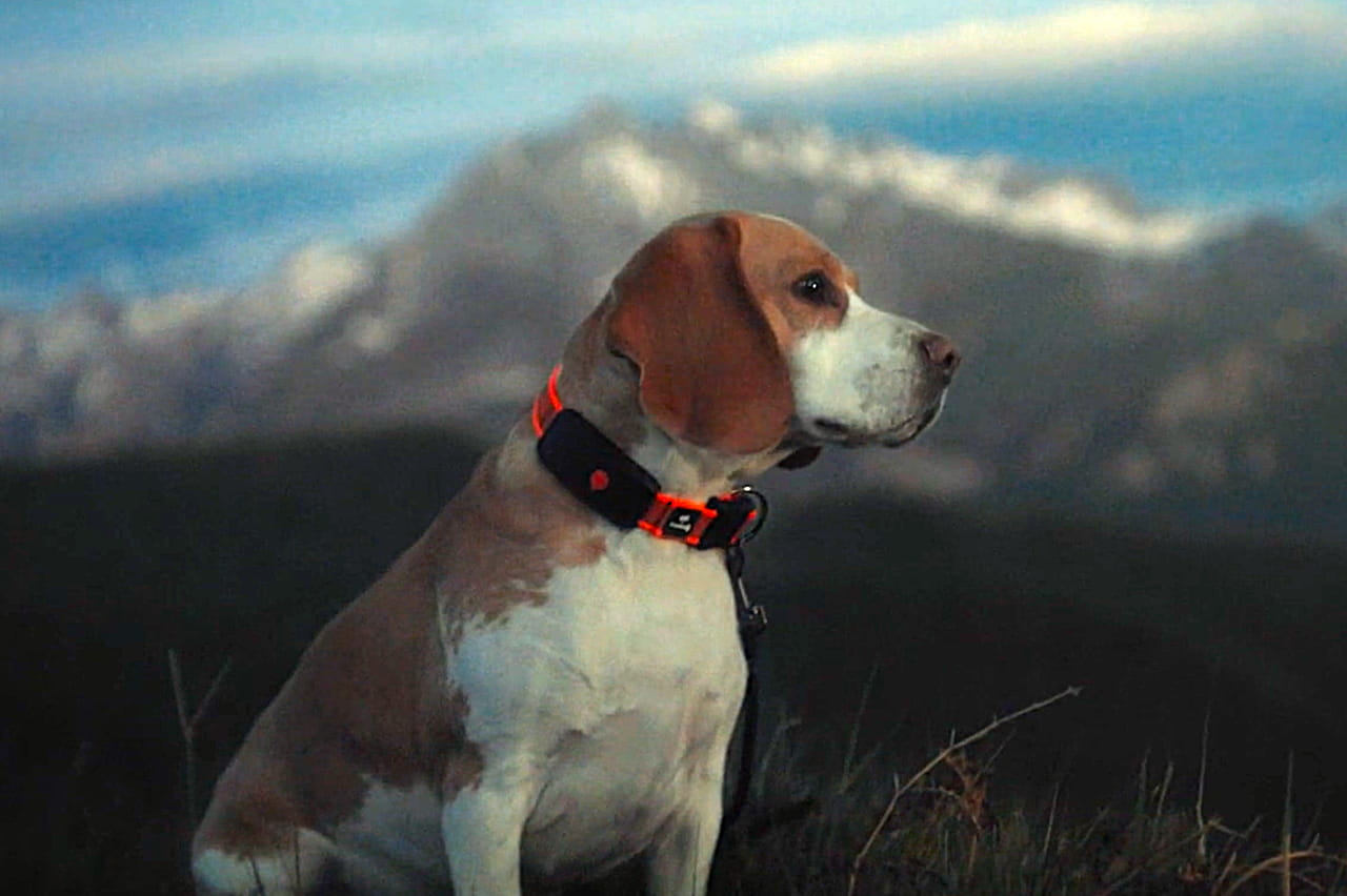 Avec le collier GPS Weenect XT, vous pourrez suivre votre chien à la trace (et bien plus encore)