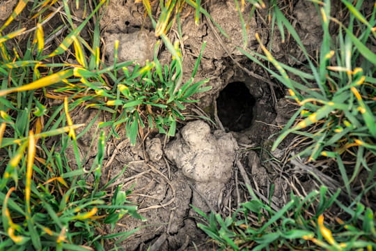 Attention &agrave; ce trou dans votre jardin&nbsp;: il indique la pr&eacute;sence d'un animal inqui&eacute;tant