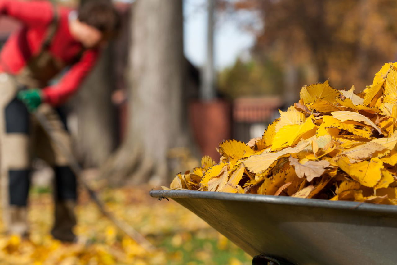 Arrêtez de ramasser vos feuilles mortes : c'est de l'or pour votre jardin !