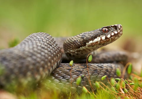 Pas besoin d'aller dans la jungle : ces animaux qu'on trouve en France sont déjà très dangereux