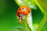 Encore pire que le frelon asiatique : cet insecte nuisible envahit les jardins en France