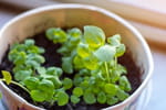 Cette herbe aromatique éloigne les mouches si vous la placez dans la cuisine