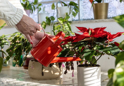 Voici comment prot&eacute;ger vos plantes en pot des grosses chaleurs d'&eacute;t&eacute;