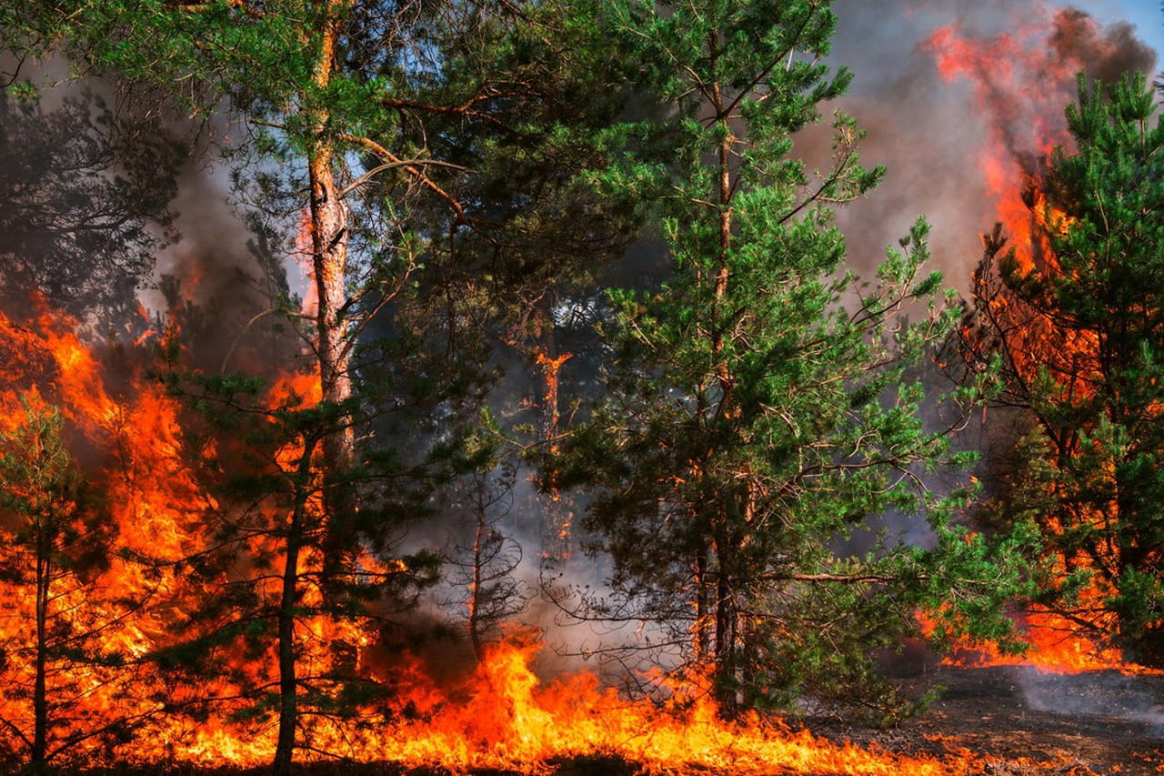 Feux de forêts et incendies : comment être informé en temps réel